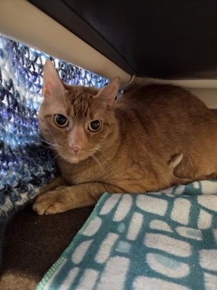 Photo of Finnegan