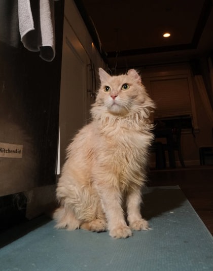 Photo of Buttons