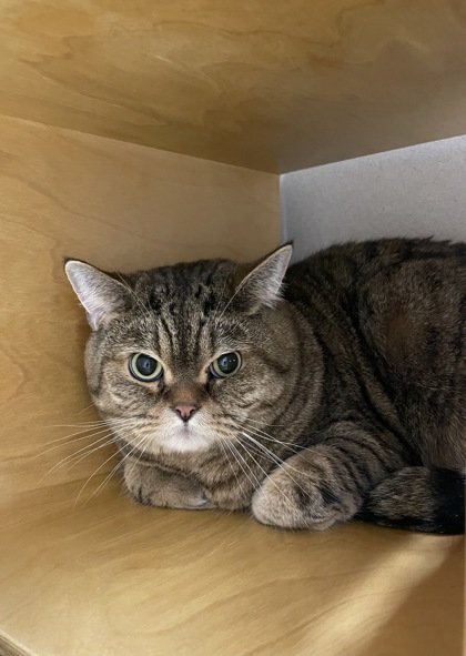 Photo of Tiger