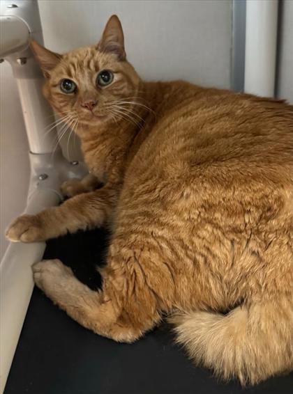 Photo of Harvey