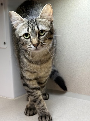 Photo of Mira