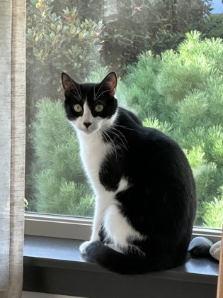 Photo of Presley