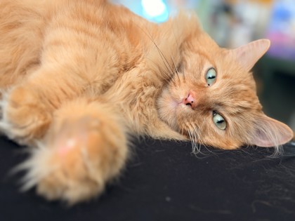 Photo of Leo