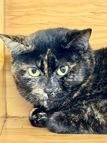 Photo of Viola