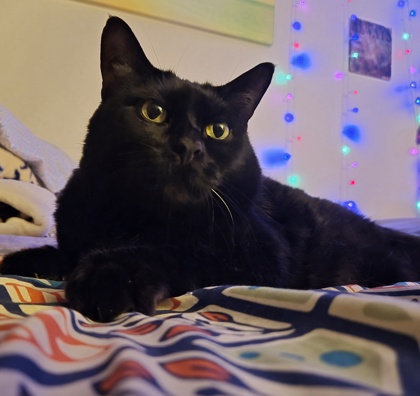 Photo of Archer