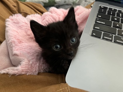 Photo of Dora