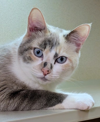 Photo of Athena