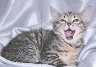 Photo of Tippy