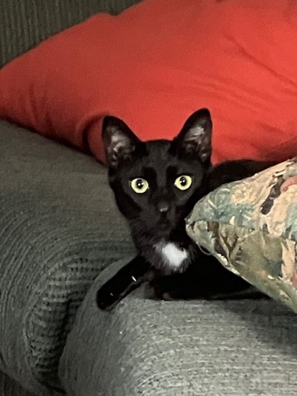 Photo of Cayenne