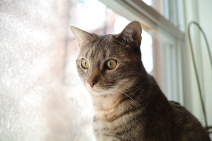 Photo of Spina
