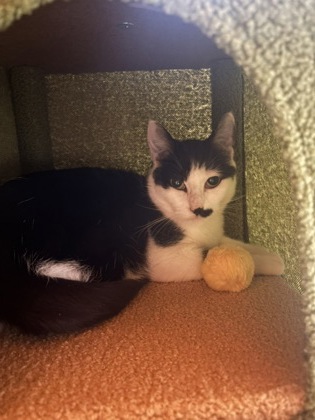 Photo of Juniper