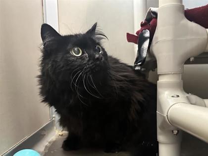 Photo of Squeaky