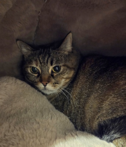 Photo of Pumpkin