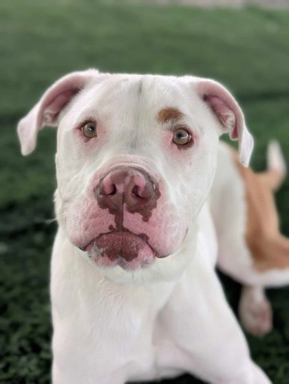 Pongo photo