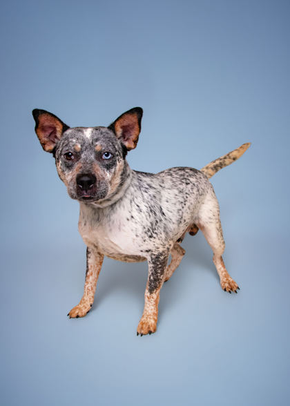 RATLIFF - American Blue Heeler / Mix available for adoption
