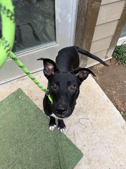 SULLIVAN - Feist / Mix available for adoption