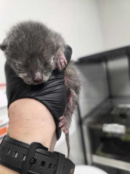 AUBURN - Domestic Shorthair / Mix available for adoption
