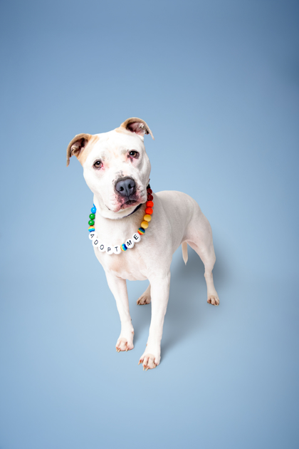 BRONTE - American Pit Bull Terrier / Mix for adoption in Knoxville
