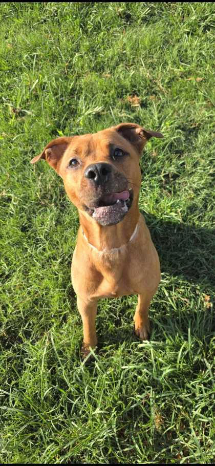 DRAVIN - Black-Mouth Cur / Mix available for adoption