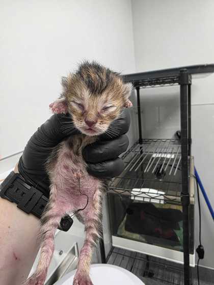 ARTIC - Domestic Shorthair / Mix available for adoption
