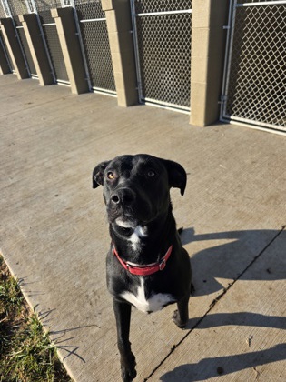 BUFFY THE VAMPIRE SLAYER - Labrador Retriever / Mix available for adoption