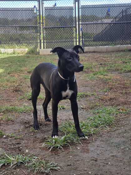 FLETCHER - Shepherd / Mix available for adoption