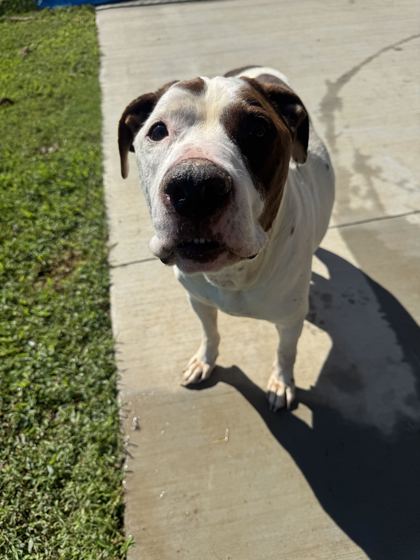 KEVIN - Hound / Mix available for adoption