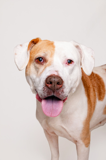 BELLA SWAN - Mixed Breed, Large (over 44 lbs fully grown) / Mix available for adoption