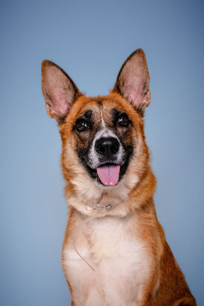 ARMANA - German Shepherd / Mix available for adoption