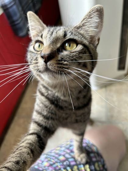 BUG - Domestic Shorthair / Mix available for adoption