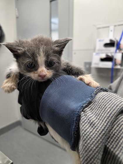 RUPAW - Domestic Shorthair / Mix for adoption in Knoxville