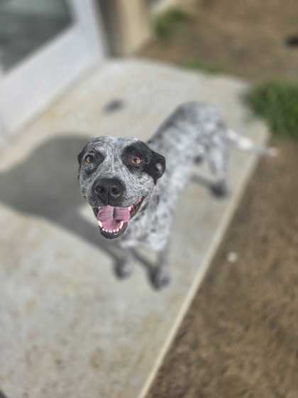 ANASTASIA - Australian Kelpie / Mix available for adoption