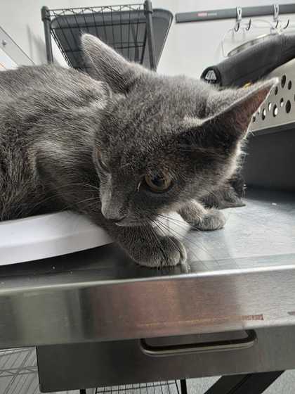 CURIE - Domestic Shorthair / Mix available for adoption