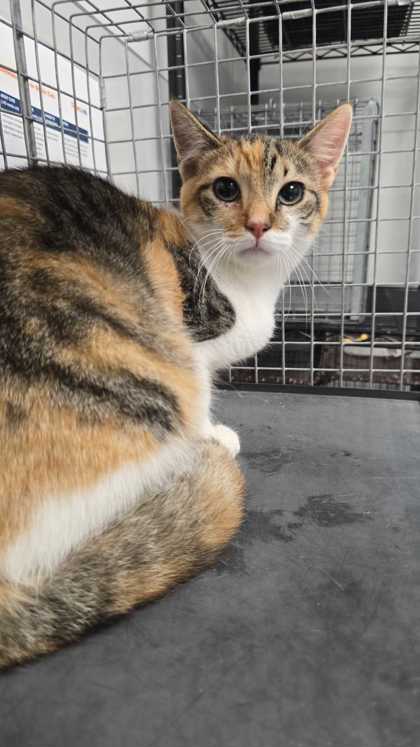 PARANORMA JEAN - Domestic Shorthair / Mix available for adoption
