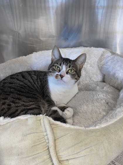 EMBER - Domestic Shorthair / Mix available for adoption