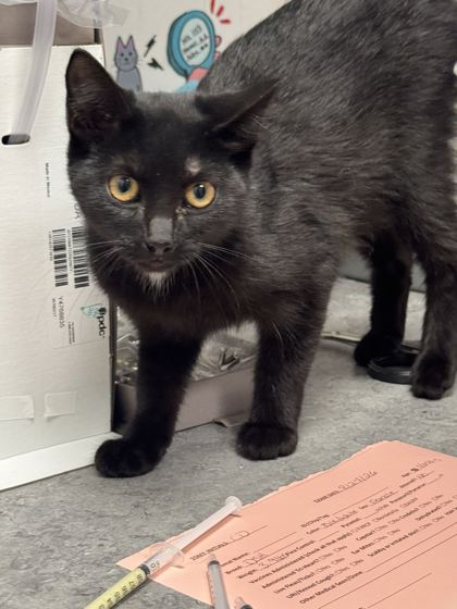BACKWOODS BARBIE - Domestic Shorthair / Mix available for adoption