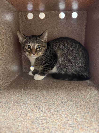 LAVA GIRL - Domestic Shorthair / Mix available for adoption
