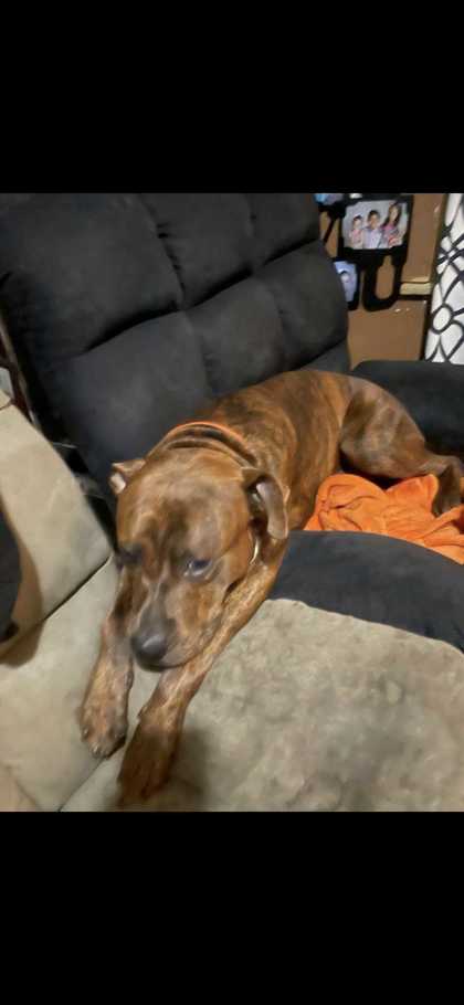 APOLLO - American Pit Bull Terrier / Mix available for adoption