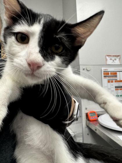 BANGS - Domestic Shorthair / Mix available for adoption