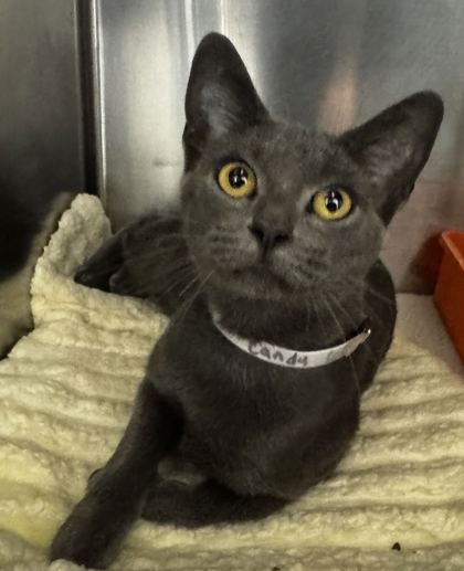 CANDY CORN - Domestic Shorthair / Mix available for adoption