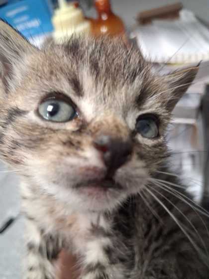 CARTWHEEL - Domestic Shorthair / Mix available for adoption