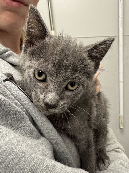 BREEZY - Domestic Shorthair / Mix available for adoption