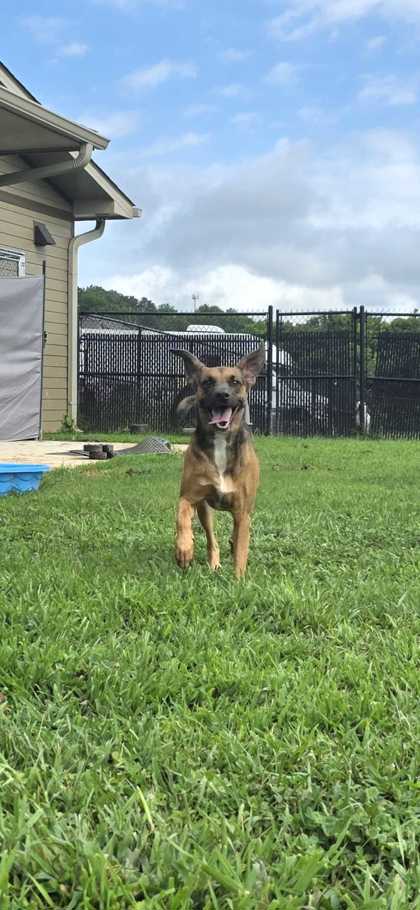 RUBY - Mixed Breed, Medium (up to 44 lbs fully grown) / Mix available for adoption