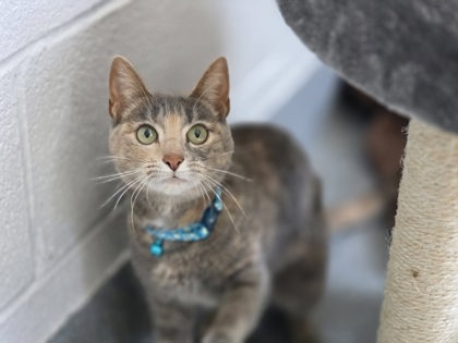 PEARLY GIRLY - Domestic Shorthair / Mix available for adoption