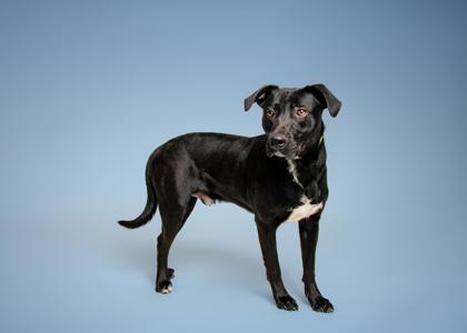 ROSCOE - Mixed Breed, Large (over 44 lbs fully grown) / Mix available for adoption
