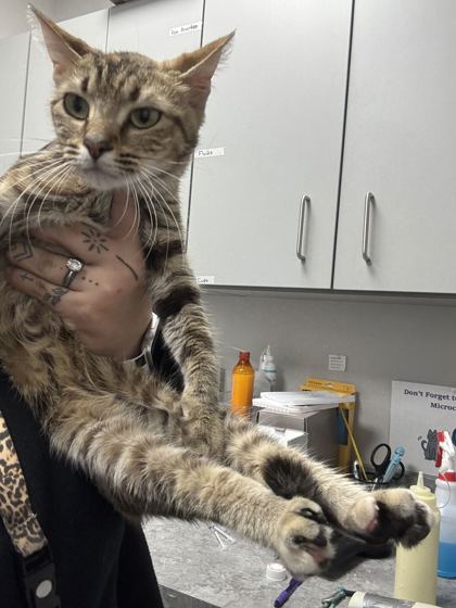 ELVIRA - Domestic Shorthair / Mix available for adoption