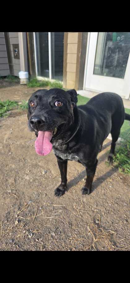 FLOPPY - Terrier / Mix available for adoption