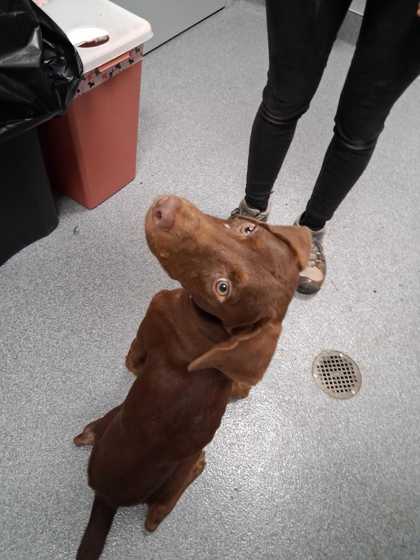 BOONE - Smooth Haired Vizsla / Mix available for adoption