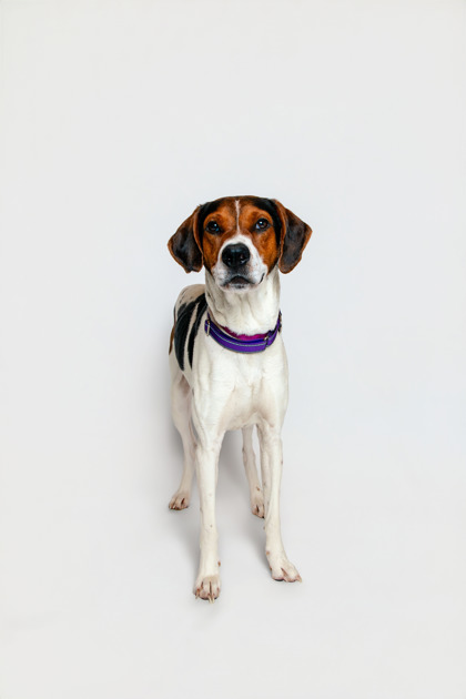 ROCCO - Treeing Walker Coonhound / Mix for adoption in Knoxville