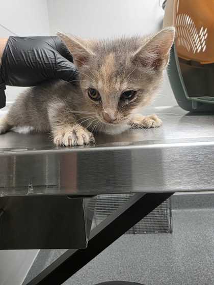 CELESTE - Domestic Shorthair / Mix available for adoption